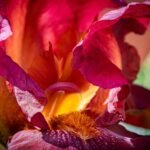 AERA Mini Home Fragrance Diffuser and Mini Moondance Scent Refill Bundle - for Rooms 100-500 Sq Ft - Alexa Compatible, Hypoallergenic, Family and Pet Safe, App Controlled - Image 5