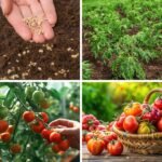 1,500+ Tomato Seeds, Heirloom Vegetable Seed for Planting Indoor Outdoor, 10 Varieties Salad Tomato Seeds Garden Hydroponic Kit, Non-GMO Home Hydroponic Fresh Food Veggie Supply - Image 7